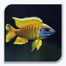 Sunshine Peacock Cichlid