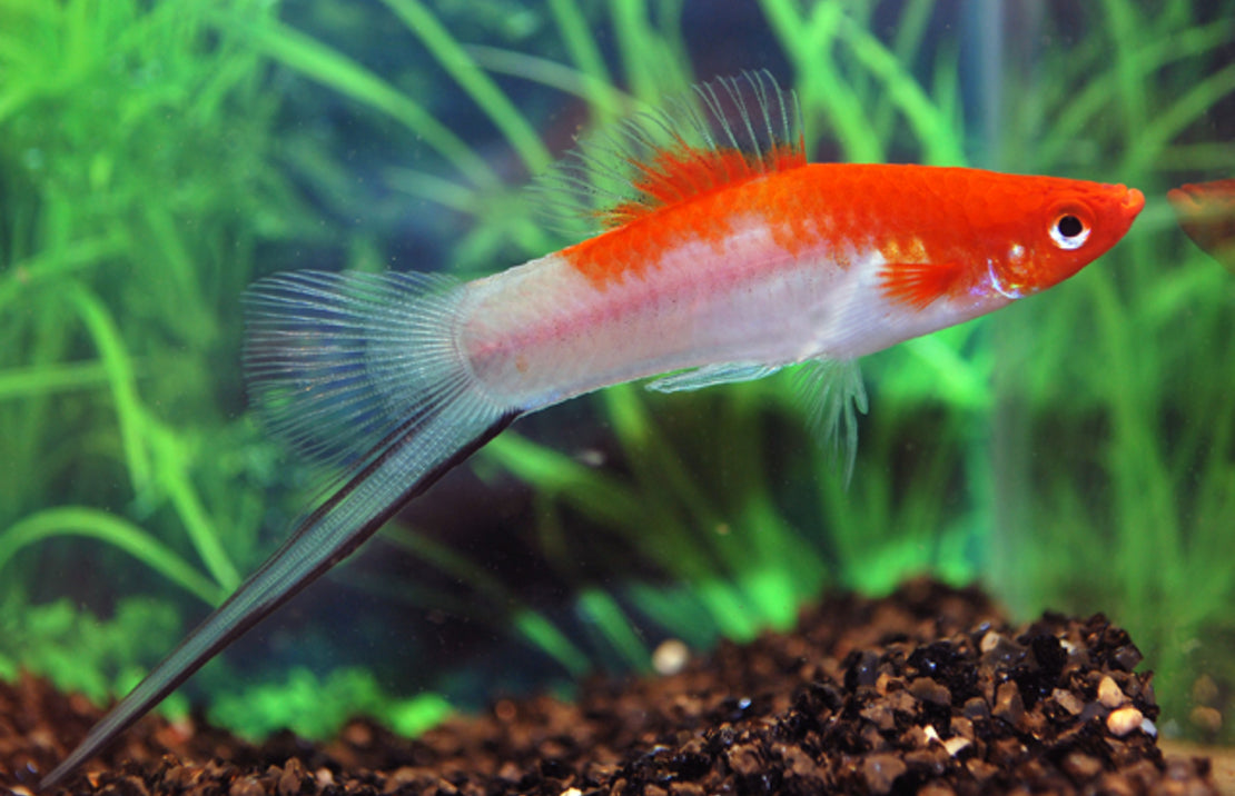 Mixed Swordtail