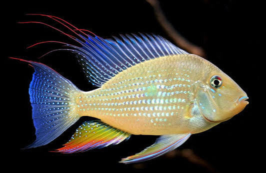 Acara Threadfin
