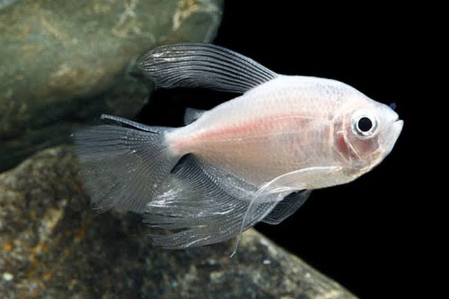 White Skirt Tetra