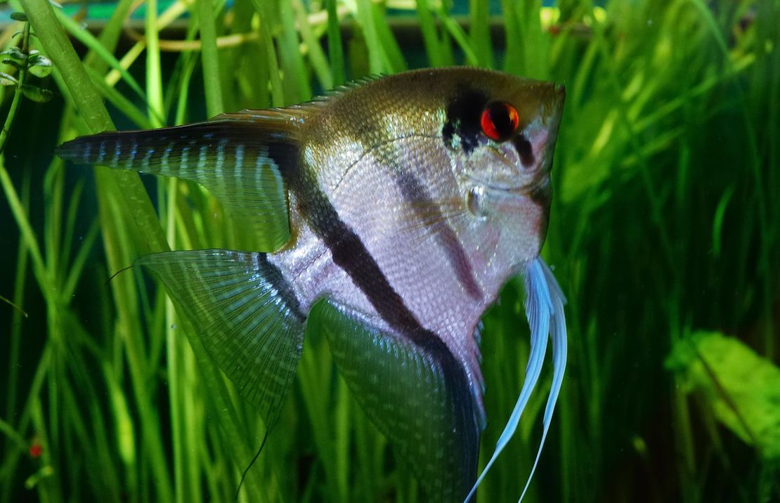 Mixed Angelfish (L)