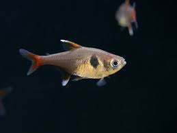Yellow Phantom Tetra