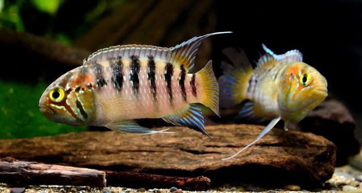 Acara Zebra
