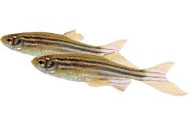 Zebra Danio
