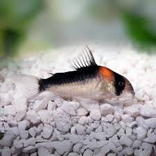 Adolfoi Cory