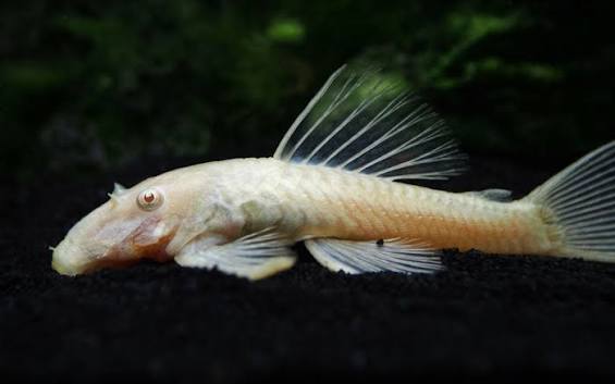 Common Pleco Albino
