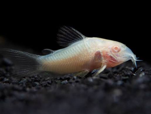Cory Albino