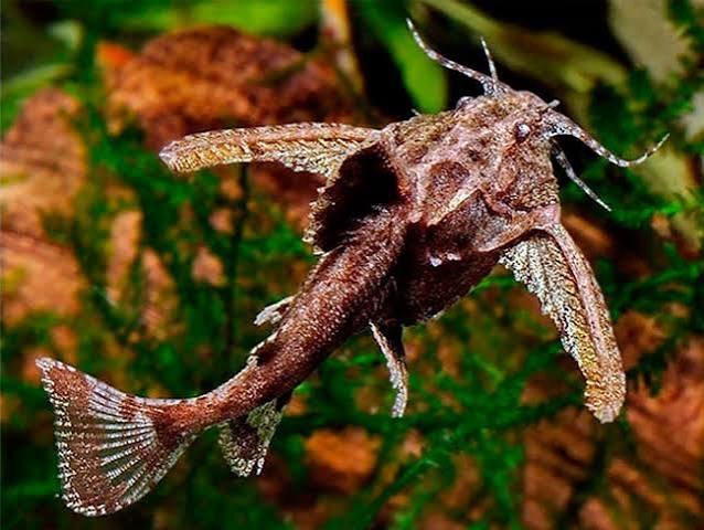 Catfish Anchor