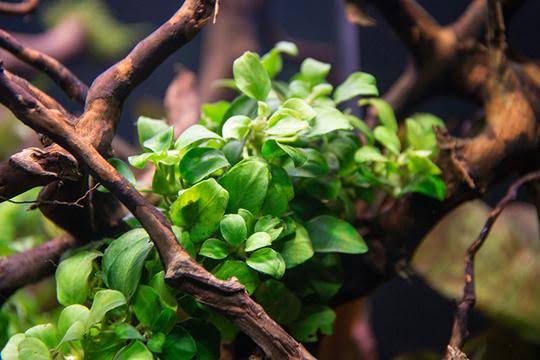 Anubias Nana Petite