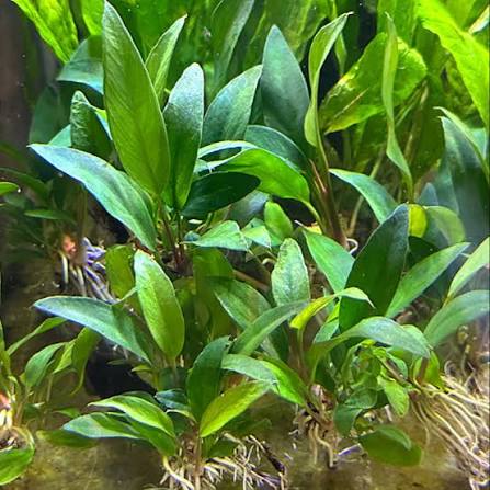 Anubias Frazeri Xl