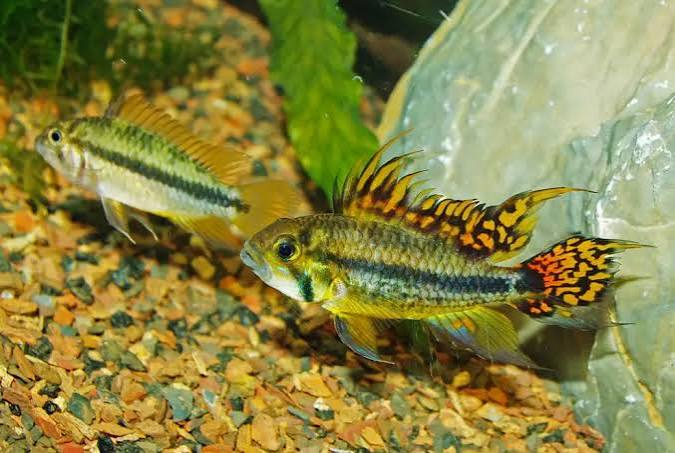 Apisto Cacuatoides
