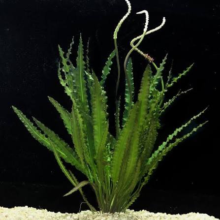 Apon. Crispus