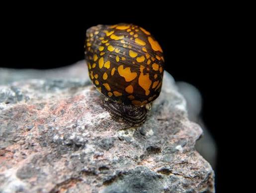 Nerite Batik