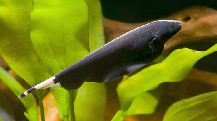 Knife Fish Black Ghost