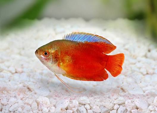 Blood Red Dwarf Gourami