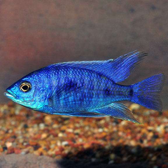 Blue Peacock Cichlid