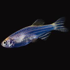 Blue Glow Danio