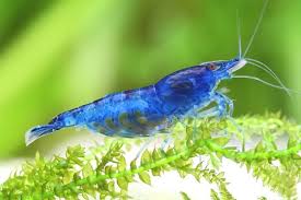 Blue Dream Neocaridina Shrimp