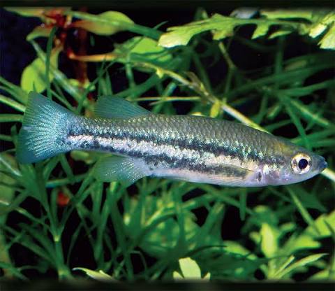 Goodied Bluefin