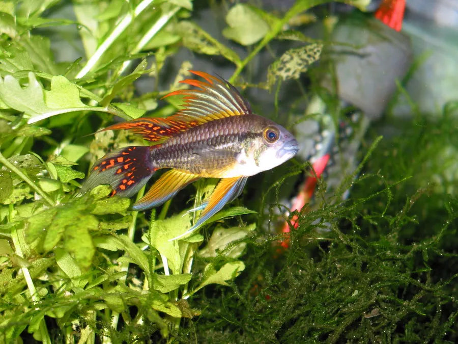 Apistogramma Cacatuoides