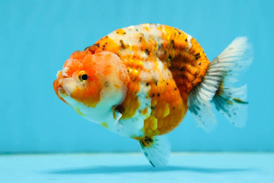 Ranchu Mixed