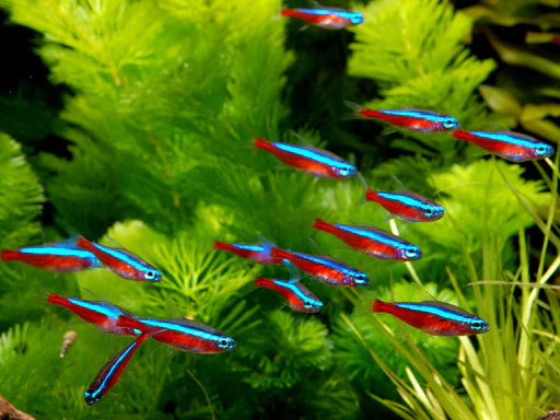 Cardinal Tetra 4x Lot