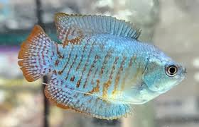 Cobalt Dwarf Gourami