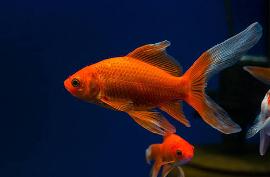 Comet Goldfish