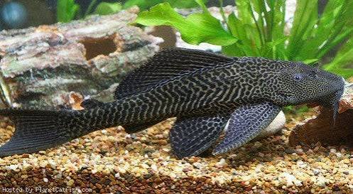 Common Pleco