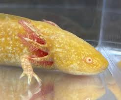 Copper Axolotl