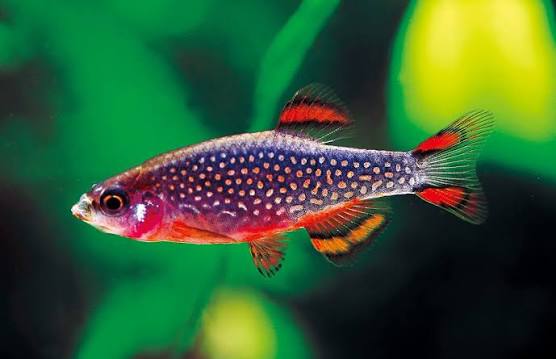 Danio Celestial Pearl
