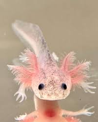 Dirty Lucy Axolotl
