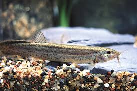 Dojo Loach