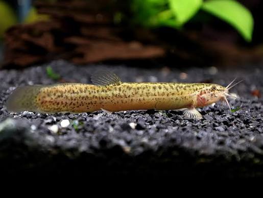 Loach Dojo