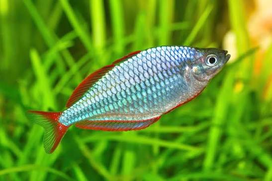 Dwarf Neon Rainbowfsh