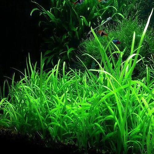 Dwarf Sag