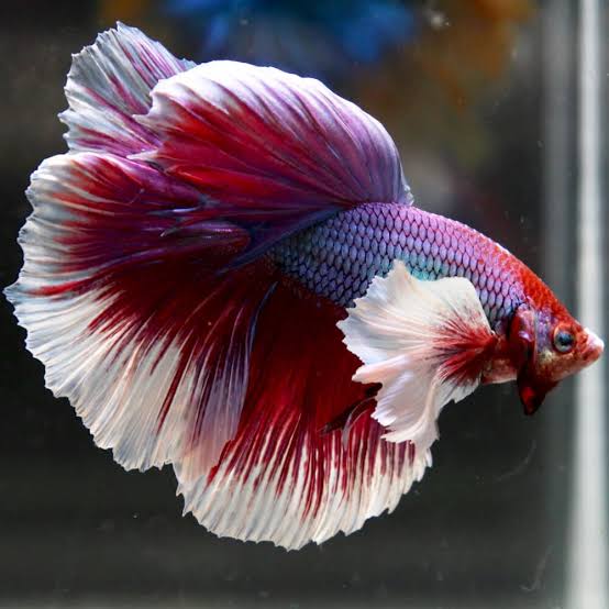 Betta Male Elephant Ear