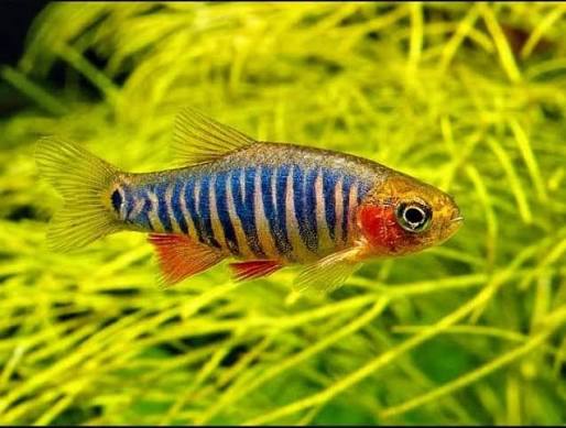 Danio Emerald