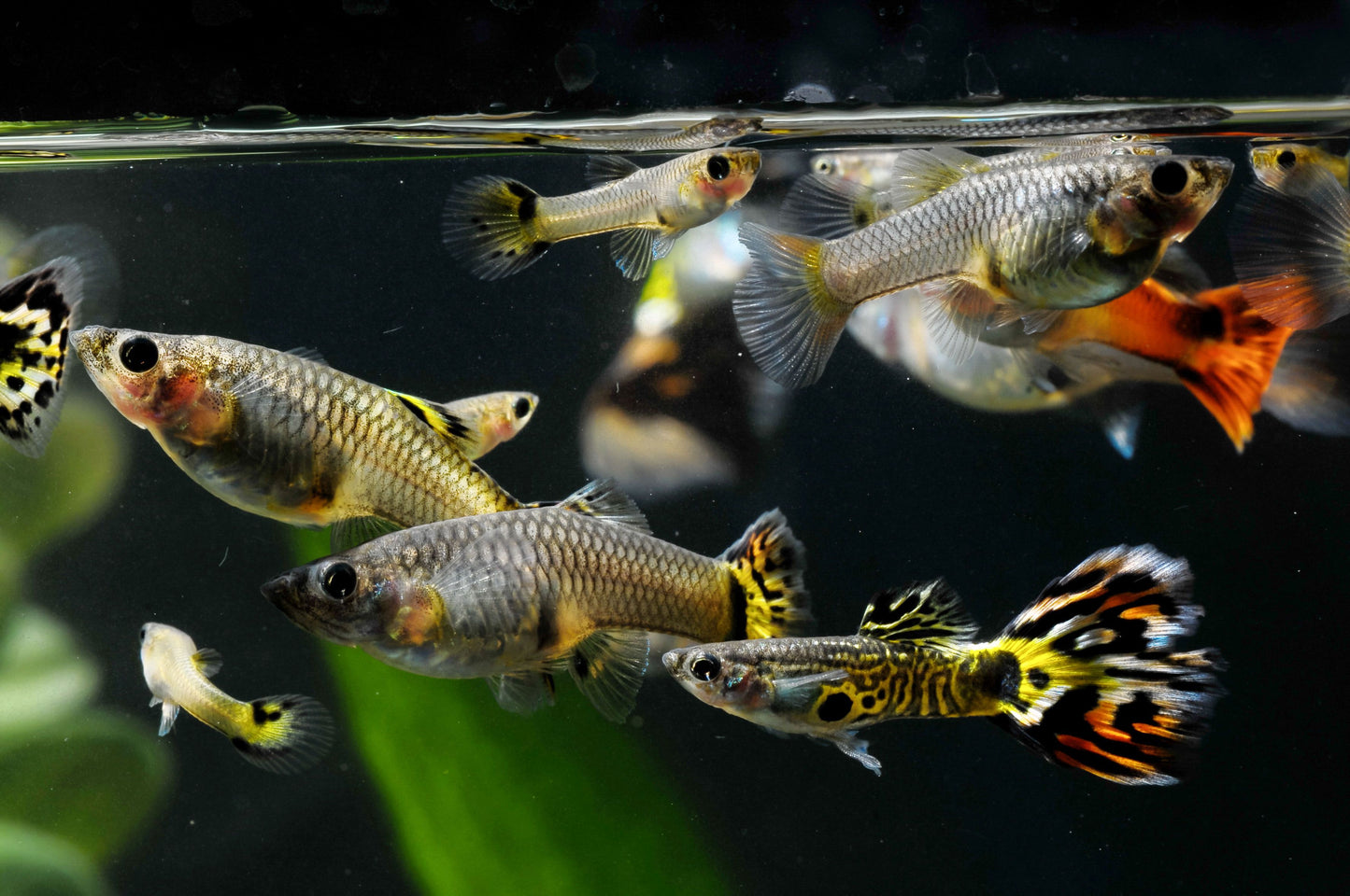 Assorted Fancy Guppy