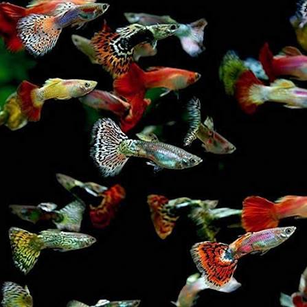 Guppy Fancy M