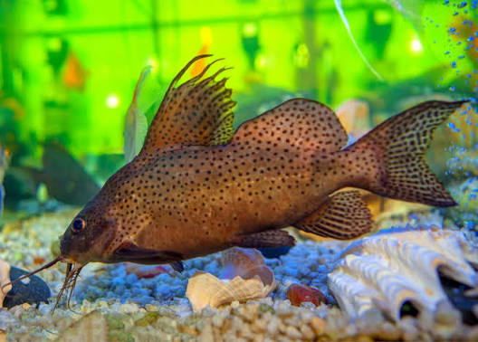 Catfish Featherfin