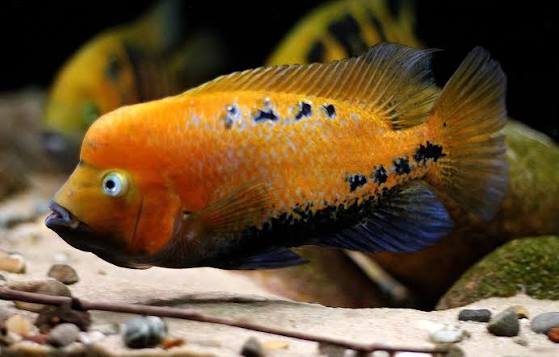 Firehead Cichlid