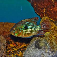 Geophagus Brasiliensis