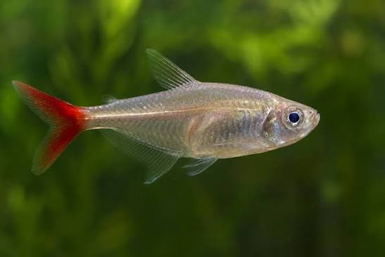 Glass Bloodfin Tetra
