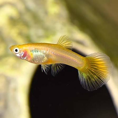 Guppy Golden Cobra F