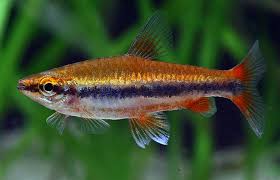 Gold Pencil Fish