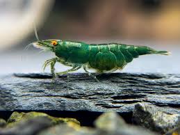 Green Jade Neocaridina Shrimp