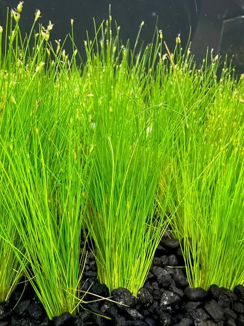 Dwarf Hairgrass
