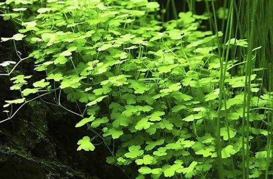Hydrocotyle