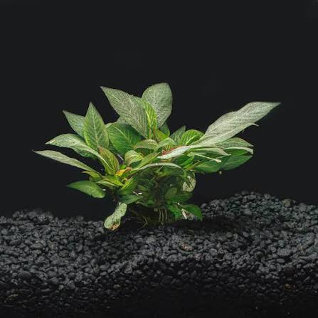 Hygro Compact